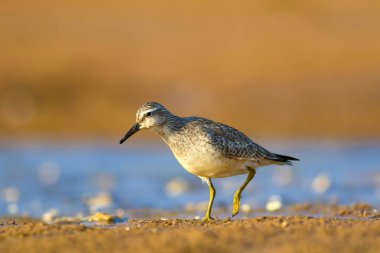 Bereketli su kuşu. Renkli doğa habitat arka plan. Kuş: Kırmızı Düğüm. Calidris canutus.