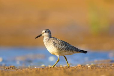 Bereketli su kuşu. Renkli doğa habitat arka plan. Kuş: Kırmızı Düğüm. Calidris canutus.