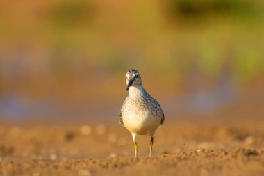 Bereketli su kuşu. Renkli doğa habitat arka plan. Kuş: Kırmızı Düğüm. Calidris canutus.