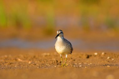 Bereketli su kuşu. Renkli doğa habitat arka plan. Kuş: Kırmızı Düğüm. Calidris canutus.