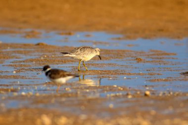 Bereketli su kuşu. Renkli doğa habitat arka plan. Kuş: Kırmızı Düğüm. Calidris canutus.