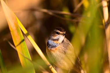 Sevimli küçük kuş. Doğa habitat arka plan. Kuş: Bluethroat. Luscinia svecica.