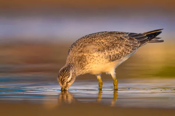 Beuatiful water bird. Colorful nature habitat background.  Bird: Red Knot. Calidris canutus.