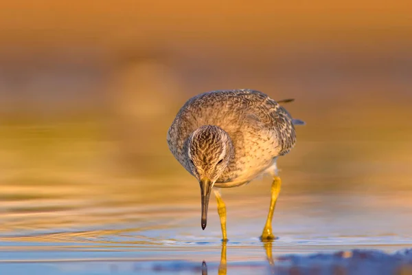 Pássaro Aquático Delicioso Natureza Colorida Habitat Fundo Vermelho Vermelho Calidris — Fotografia de Stock