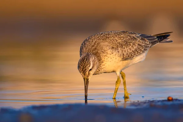 Pássaro Aquático Delicioso Natureza Colorida Habitat Fundo Vermelho Vermelho Calidris — Fotografia de Stock