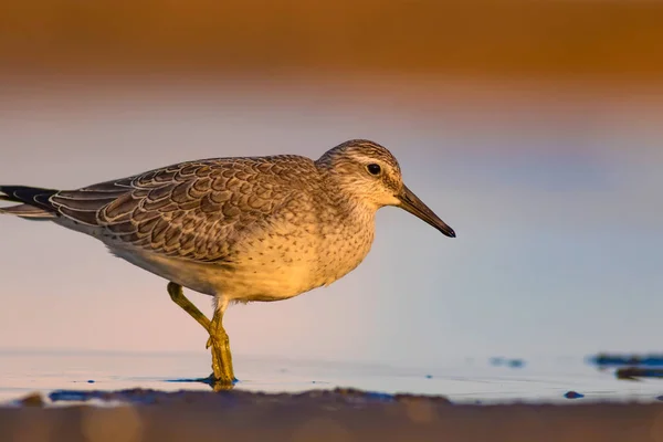 Pássaro Aquático Delicioso Natureza Colorida Habitat Fundo Vermelho Vermelho Calidris — Fotografia de Stock