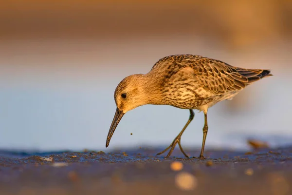 Bereketli su kuşu. Renkli doğa habitat arka plan. Kuş: Kırmızı Düğüm. Calidris canutus.