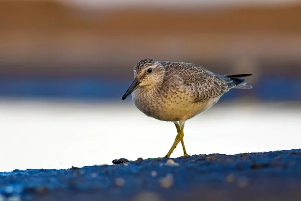 気の取った水鳥 カラフルな自然の生息地の背景 赤い結び目 カリドリス カヌータス — ストック写真