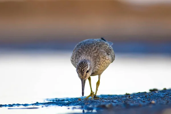 Hermoso Pájaro Acuático Fondo Colorido Hábitat Naturaleza Nudo Rojo Calidris — Foto de Stock