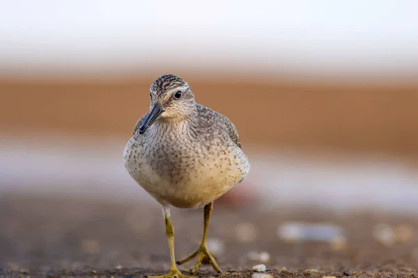 Pássaro Aquático Delicioso Natureza Colorida Habitat Fundo Vermelho Vermelho Calidris — Fotografia de Stock