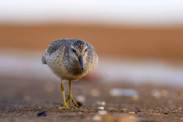 Pássaro Aquático Delicioso Natureza Colorida Habitat Fundo Vermelho Vermelho Calidris — Fotografia de Stock