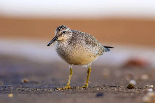 Pássaro Aquático Delicioso Natureza Colorida Habitat Fundo Vermelho Vermelho Calidris — Fotografia de Stock