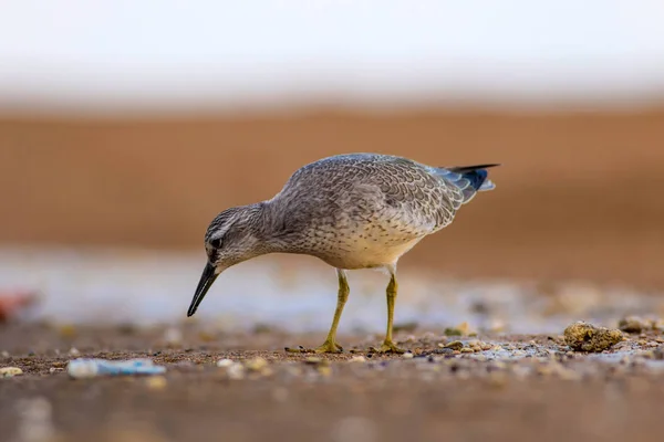 Beuatiful water bird. Colorful nature habitat background. Bird: Red Knot. Calidris canutus.