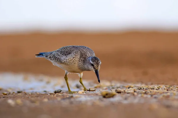 Beuatiful water bird. Colorful nature habitat background. Bird: Red Knot. Calidris canutus.