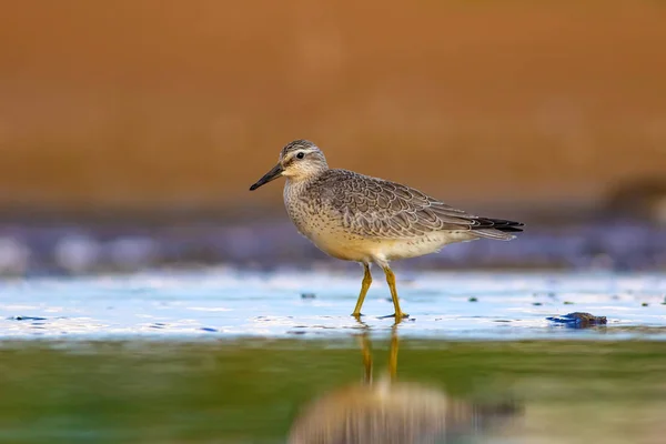 Pássaro Aquático Delicioso Natureza Colorida Habitat Fundo Vermelho Vermelho Calidris — Fotografia de Stock