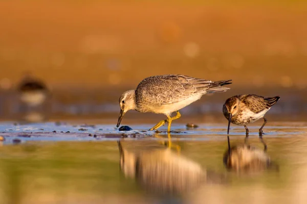Beuatiful Ptak Wodny Kolorowe Tło Siedlisk Przyrodniczych Ptak Czerwony Węzeł — Zdjęcie stockowe