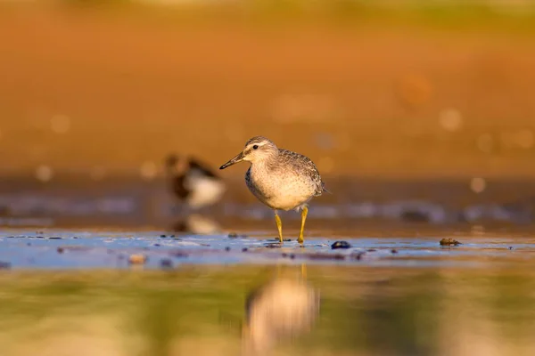 Beuatiful Water Vogel Kleurrijke Natuur Habitat Achtergrond Vogel Rode Knoop — Stockfoto