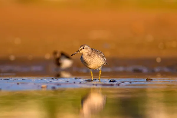 Hermoso Pájaro Acuático Fondo Colorido Hábitat Naturaleza Nudo Rojo Calidris — Foto de Stock