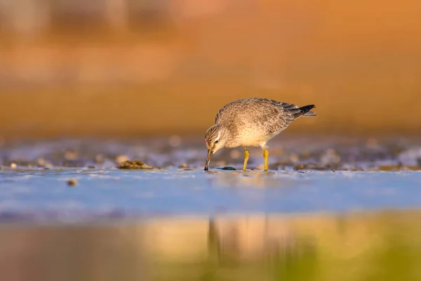 Beuatiful water bird. Colorful nature habitat background. Bird: Red Knot. Calidris canutus.