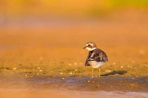 Lindo Pajarito Fondo Arena Amarilla Bird Common Ringed Plover Charadrius — Foto de Stock