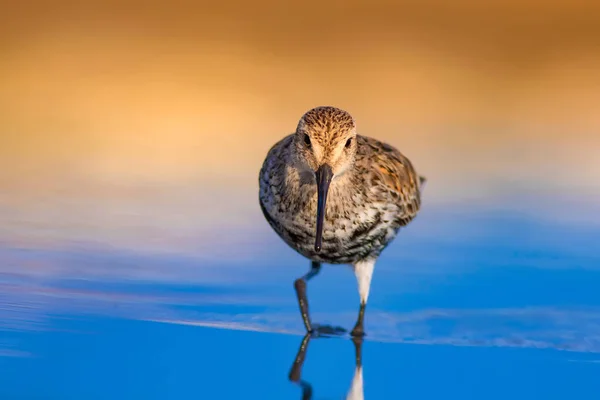 Natureza Colorida Pássaro Aquático Água Azul Fundo Areia Amarela Curlew — Fotografia de Stock