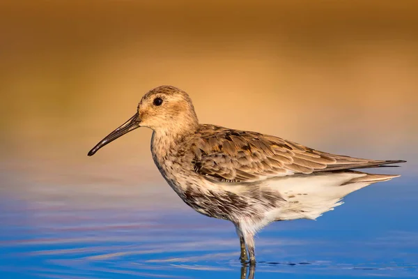 Nature Colorée Oiseau Eau Eau Bleue Fond Sable Jaune Oiseau — Photo