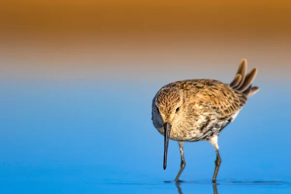 Colorful nature and water bird. Blue water, yellow sand background. Bird: Curlew Sandpiper. Calidris ferruginea