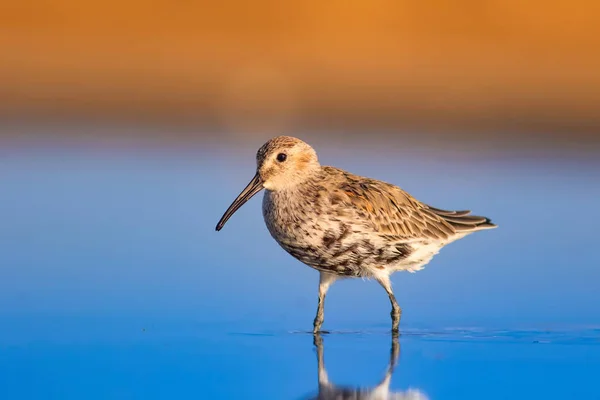 Colorful nature and water bird. Blue water, yellow sand background. Bird: Curlew Sandpiper. Calidris ferruginea