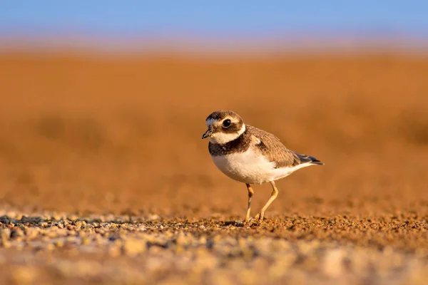 Aranyos Kis Madár Sárga Homok Háttér Madár Közös Gyűrte Plover — Stock Fotó