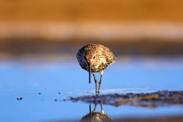 Natureza Colorida Pássaro Aquático Água Azul Fundo Areia Amarela Curlew — Fotografia de Stock