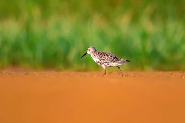 Nature Colorée Oiseau Eau Eau Bleue Fond Sable Jaune Oiseau — Photo