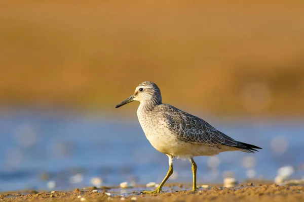 Beuatalmas Víz Madár Élőhely Hátterének Színes Háttere Madár Red Knot — Stock Fotó