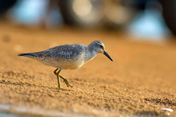 Hermoso Pájaro Acuático Fondo Colorido Hábitat Naturaleza Nudo Rojo Calidris —  Fotos de Stock