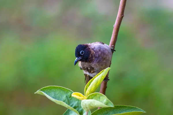 Cute Bird Bulbul Green Nature Background Bird White Spectacled Bulbul — Stock Photo, Image