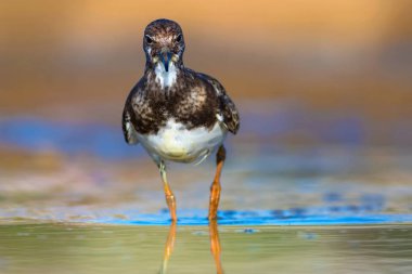 Sevimli su kuşu. Doğal arka plan. Kuş: Ruddy Turnstone. Arenaria interpres. Antalya Türkiye
