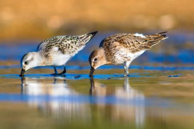Renkli doğa ve su kuşu. Mavi su, sarı kum arka plan. Kuş: Curlew Sandpiper. Calidris ferruginea