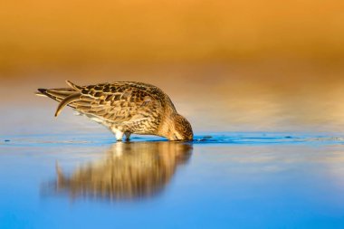 Renkli doğa ve su kuşu. Mavi su, sarı kum arka plan. Kuş: Curlew Sandpiper. Calidris ferruginea
