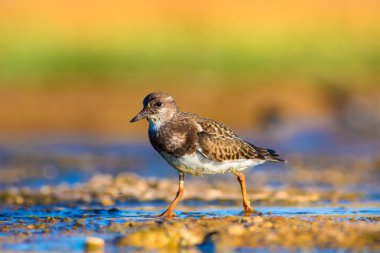 Sevimli su kuşu. Doğal arka plan. Kuş: Ruddy Turnstone. Arenaria interpres. Antalya Türkiye