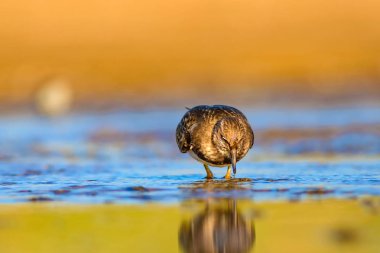 Sevimli su kuşu. Doğal arka plan. Kuş: Ruddy Turnstone. Arenaria interpres. Antalya Türkiye