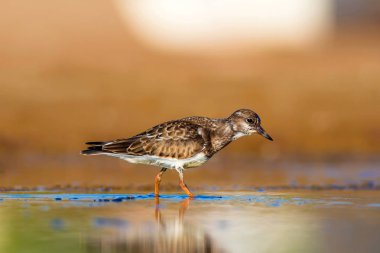 Sevimli su kuşu. Doğal arka plan. Kuş: Ruddy Turnstone. Arenaria interpres. Antalya Türkiye