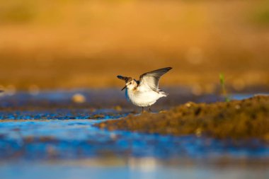 Sevimli küçük su kuşu. Renkli doğa habitat arka plan. Kuş: Küçük Stint. Calidris minuta. 