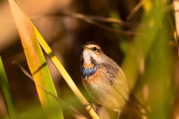 Cute Little Bird Nature Habitat Background Bird Bluethroat Luscinia Svecica — Stock Photo, Image