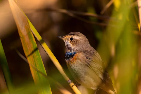 Cute Little Bird Nature Habitat Background Bird Bluethroat Luscinia Svecica — Stock Photo, Image