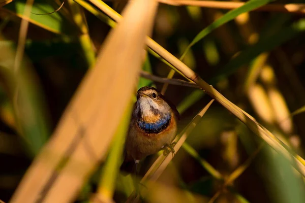 Söt Liten Fågel Natur Habitat Bakgrund Fågel Bluethroat Auktor — Stockfoto