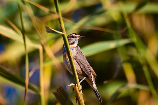 Roztomilá Ptáčku Pozadí Přírodních Stanovišť Modrý Pták Bluethroat Luscinia Svecica — Stock fotografie