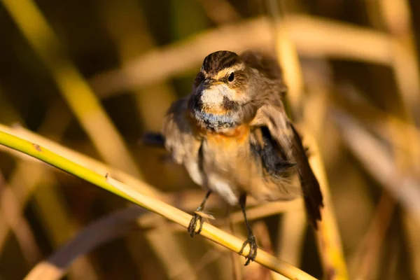 Joli Petit Oiseau Habitat Naturel Fond Oiseau Bluethroat Luscinia Svecica — Photo