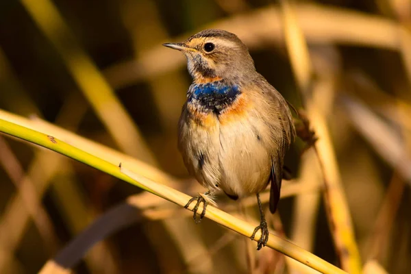 Niedlicher Kleiner Vogel Lebensraum Natur Hintergrund Vogel Blaukehlchen Weißdorngewächs — Stockfoto