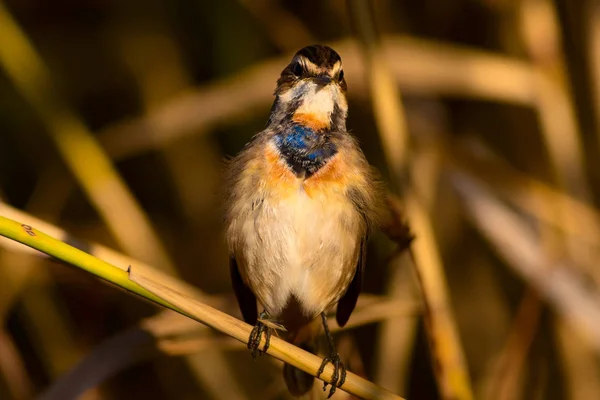 Roztomilá Ptáčku Pozadí Přírodních Stanovišť Modrý Pták Bluethroat Luscinia Svecica — Stock fotografie