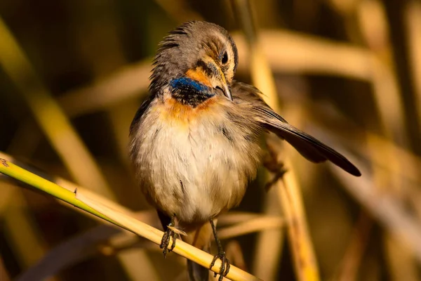 Cute Little Bird Nature Habitat Background Bird Bluethroat Luscinia Svecica — Stock Photo, Image