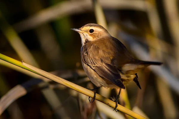 Roztomilá Ptáčku Pozadí Přírodních Stanovišť Modrý Pták Bluethroat Luscinia Svecica — Stock fotografie